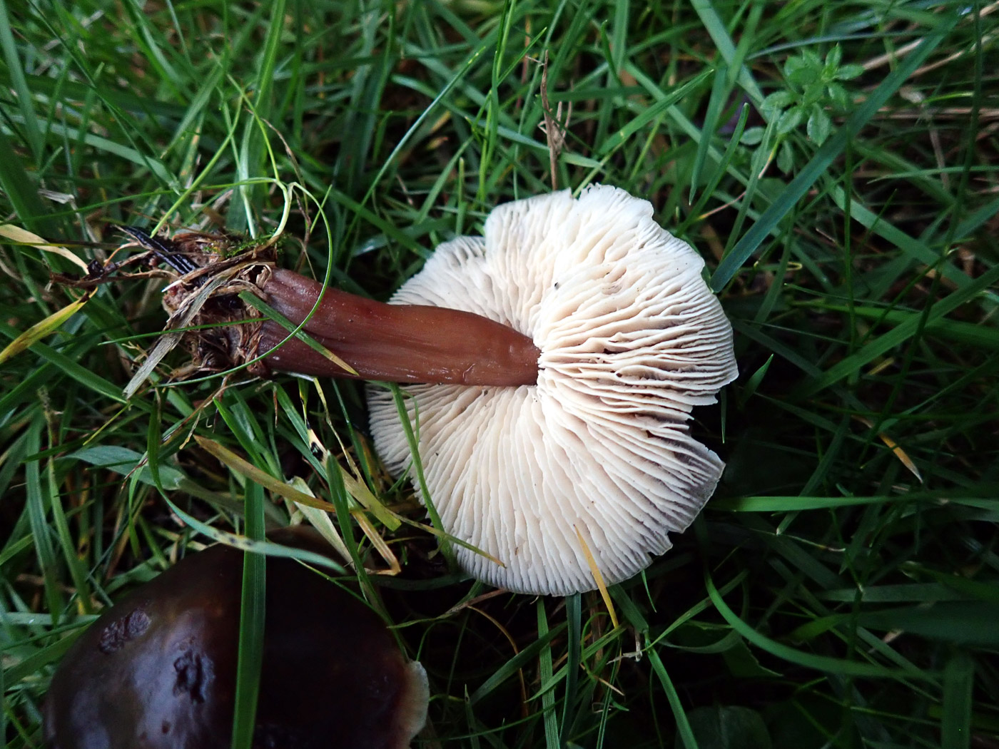 Photo by Penny Cullington Rhodocollybia butyracea by Penny Cullington